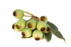 WB Etherische Eucalyptus olie (Eucalyptus Globulus) 