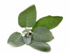 WB Etherische Salie olie (Salvia Officinalis) 