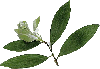 WB Etherische Cajaput olie (Melaleuca Leudadendron) 