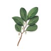WB Etherische Wintergreen olie (Gaultheria Procumbens)