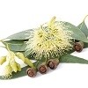 WB Eucalyptus kruiden badolie 