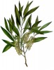 WB Etherische Tea tree olie (Melaleuca alternifolia) 