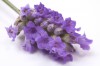 WB Etherische Lavendel olie (lavendula angustifolia) 